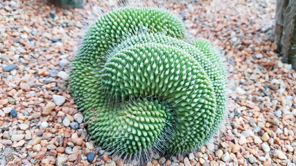 Green cactus plants. Forever green plants. Needles around.