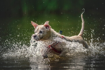 Zabawa w wodzie © wrzesientomek