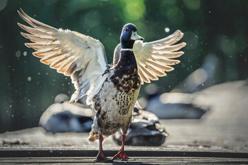 Kaczor macha skrzydłami © wrzesientomek