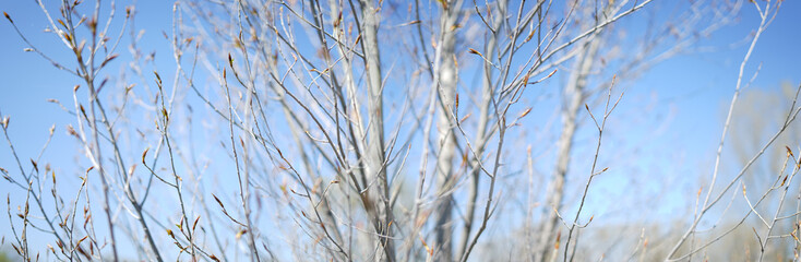 Kidneys on a young tree during the spring period.