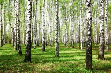 Fotobehang First spring greens in a birch grove © Elena Kovaleva