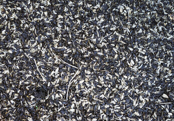 The husks of the sunflower seeds.