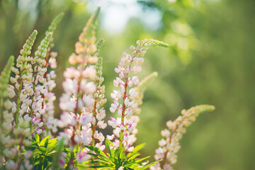 Delicate light fragrant lupine flowers bloom in the middle of a green garden, illuminated by sunlight.