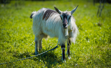 Obraz premium Close up of little goat grazing in green meadow.