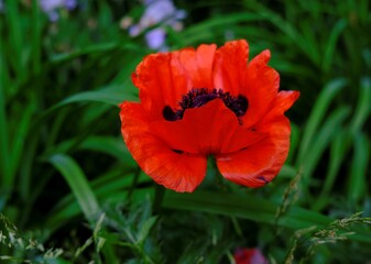 Obraz premium one red poppy close up