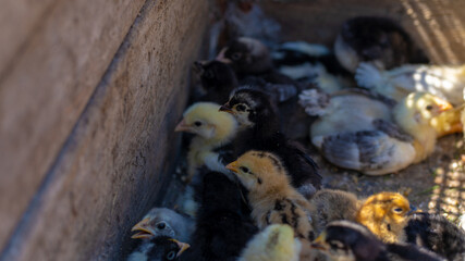 Close up of small different chicks in corral.