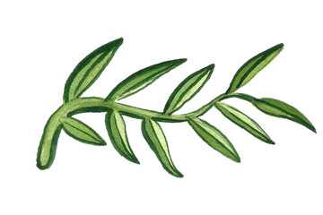 Watercolor brach with leaves isolated on white background. Hand drawn aquarelle illustration. Beautiful botanical drawing