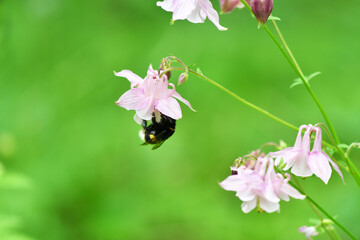 wildflowers after rain on a green background