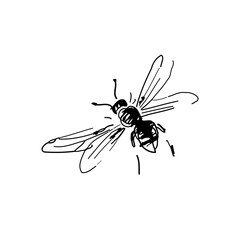 Freehand sketch of a flying bee, drawn in black pen and digitized, isolated on white background.