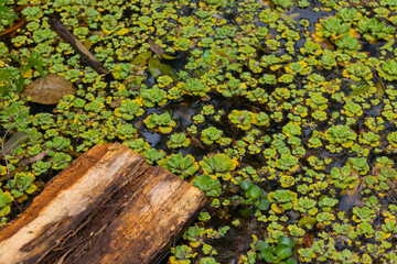 Plantas aquáticas 