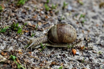 snail on a stone moves slowly.  Мotion