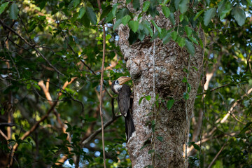 Austen 's brown Hornbill