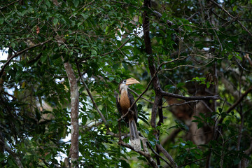 Austen 's brown Hornbill