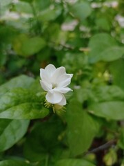 white flower in the garden