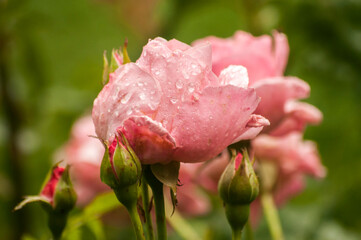 Pink blossoming flowers of rose bush closeup as floral background