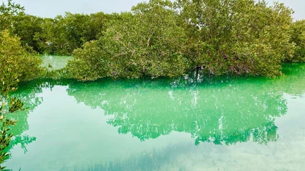 Foto op Canvas Beautiful green area with mangroves © Elena Skalovskaia