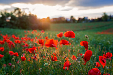 Fototapeta na wymiar Poppies on sunset in beautiful countryside