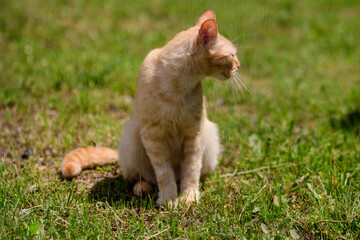 One yellow orange stray cat on a garden alley with green grass as blurred background.