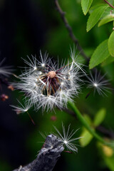 dandelion seed head