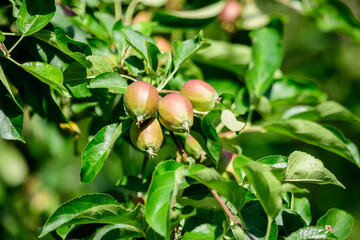 Young small green and red fruits and leaves in a large apple tree in direct sunlight in an orchard garden in a sunny summer day, beautiful outdoor floral background photographed with selective focus.