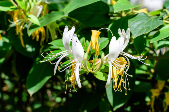 Green bush with fresh vivid yellow and white flowers of Lonicera periclymenum plant, known as European honeysuckle or woodbine in a garden in a sunny summer day, beautiful outdoor floral background.