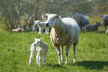 Junges neugeborenes Schaf mit Mutter auf einer Wiese im Frühling