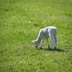 Obraz premium Young newborn sheep on a meadow in spring