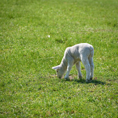 Young newborn sheep on a meadow in spring