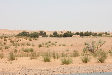 Fototapeta premium Hot and arid desert sand dunes terrain in Sharjah emirate in the United Arab Emirates. The oil-rich UAE receives less than 4 inches of rainfall a year and relies on water from desalination plants.