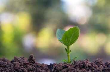 young green sprout