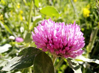 pink flower of a clover