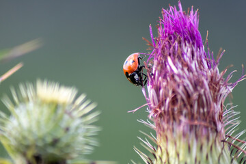 Cute little ladybug with red wings and black dotted hunting for plant louses as biological pest...