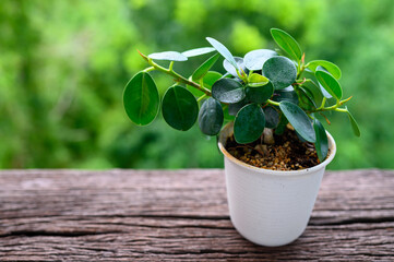 Ficus annulata in pot on wooden table with blur of background