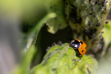 Cute little ladybug with red wings and black dotted hunting for plant louses as biological pest control for organic farming with natural enemies reduces agriculture pesticides and talisman of luck