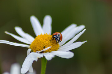 Cute little ladybug with red wings and black dotted hunting for plant louses as biological pest control for organic farming with natural enemies reduces agriculture pesticides and talisman of luck