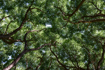 Obraz premium Crowns of trees against the sky