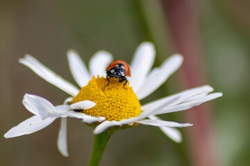 Cute little ladybug with red wings and black dotted hunting for plant louses as biological pest control for organic farming with natural enemies reduces agriculture pesticides and talisman of luck