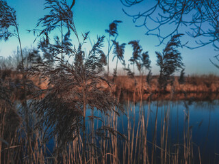 reflection of trees in the water
