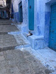 cat on the blue streets of Chefchaouen, morocco in july 29 2019