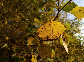 autumn leaves on a tree