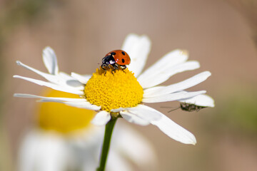 Cute little ladybug with red wings and black dotted hunting for plant louses as biological pest control for organic farming with natural enemies reduces agriculture pesticides and talisman of luck