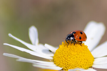 Cute little ladybug with red wings and black dotted hunting for plant louses as biological pest...