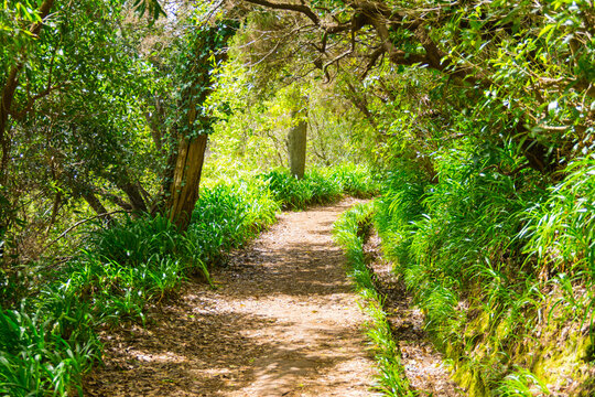 Forest path along a levada in Madeira mountains, Camacha, Madeira island, Portugal