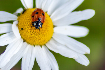 Cute little ladybug with red wings and black dotted hunting for plant louses as biological pest...