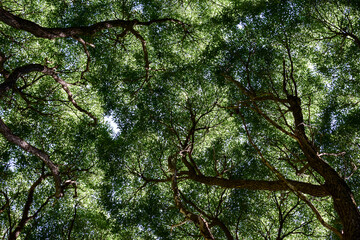 Crowns of trees against the sky