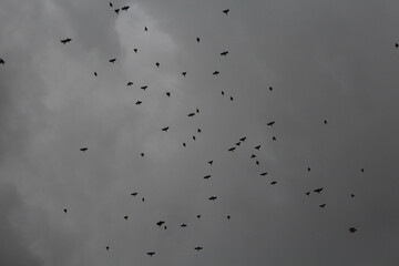 birds traveling in a group from the amazon