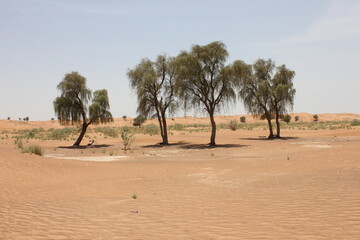 Fototapeta premium Drought-resistant evergreen 'Ghaf' trees (Prosopis cineraria) in desert sand dunes in Sharjah, United Arab Emirates. These are the only trees that can survive the harsh arid desert conditions. 