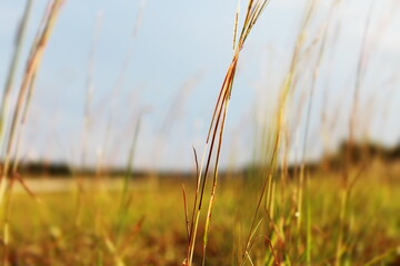 Fototapeta premium views in the middle of a country road