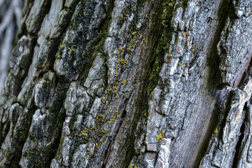 Texture of the bark of a tree trunk