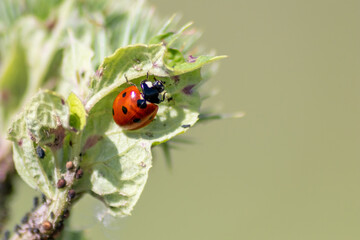 Cute little ladybug with red wings and black dotted hunting for plant louses as biological pest...